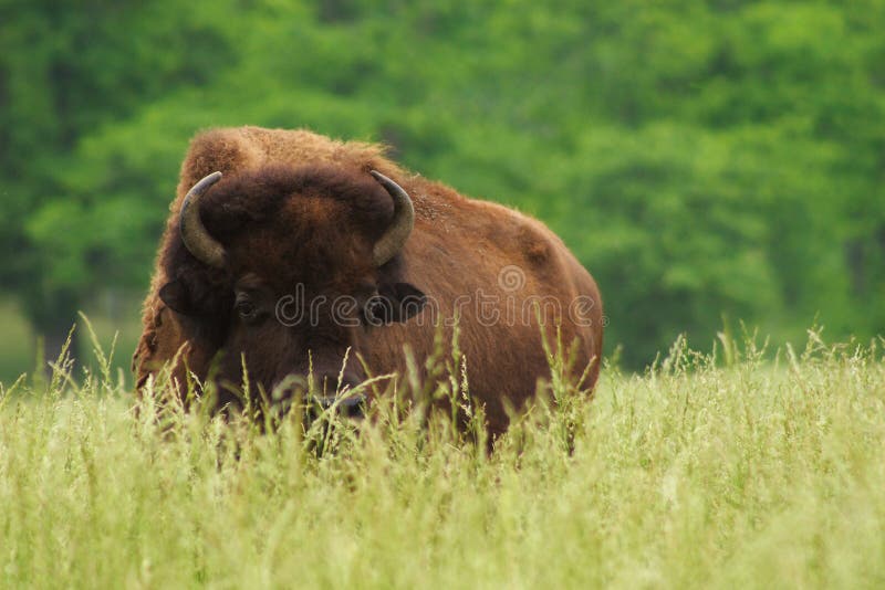 American Bison