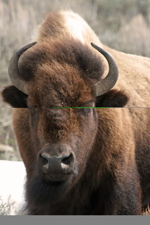 American bison royalty free stock photos
