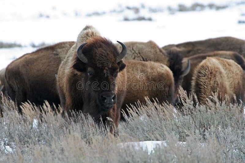 American bison