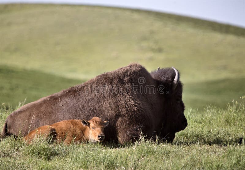 American Bison and baby