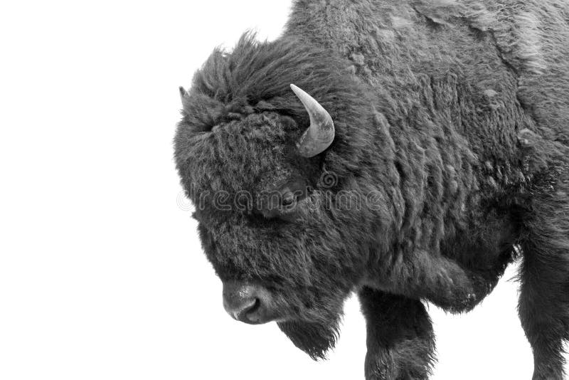 American Bison (Bison bison) stock images American Bison (Bison bison) stock images