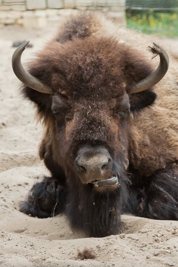 American bison Bison bison stock photo. Image of endangered 93023238