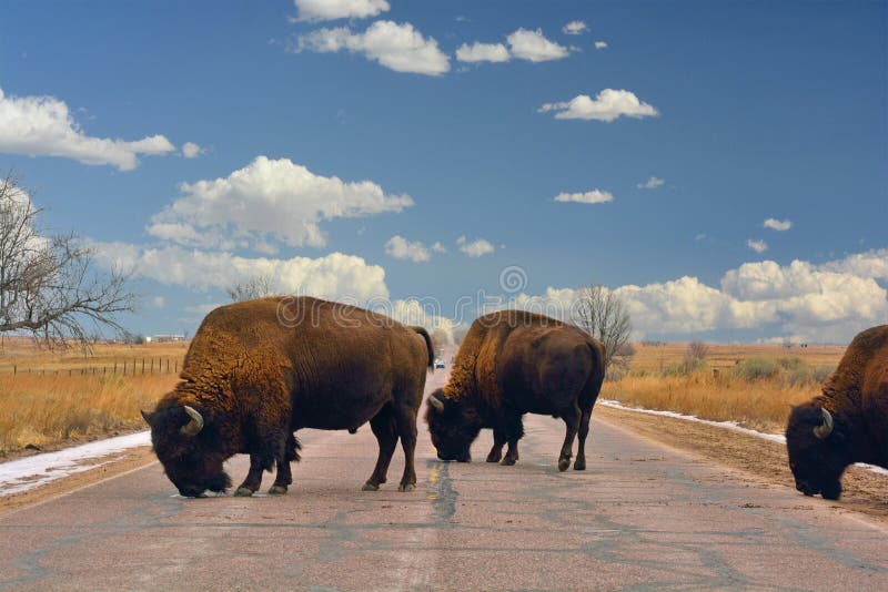 American Bison Buffalo Block a Road Stock Photo Image of blocking