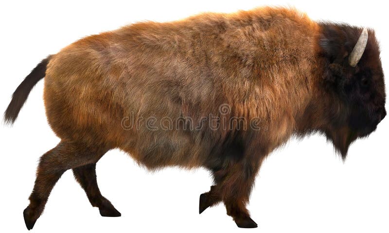 American Bison, Buffalo, Isolated Illustration