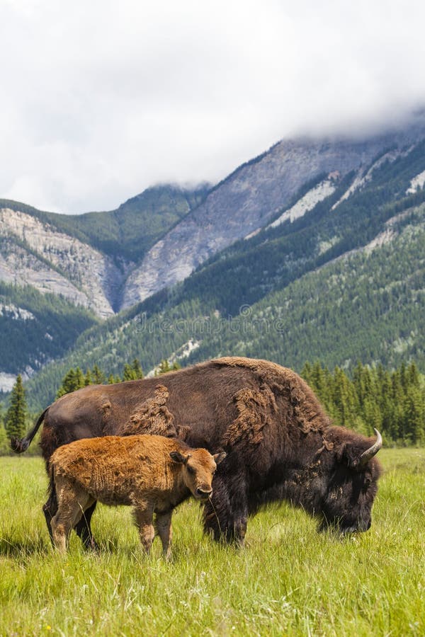 American Bison or Buffalo Mother & Calf