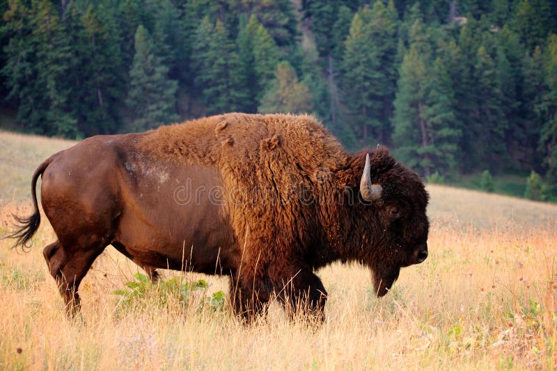 American Bison