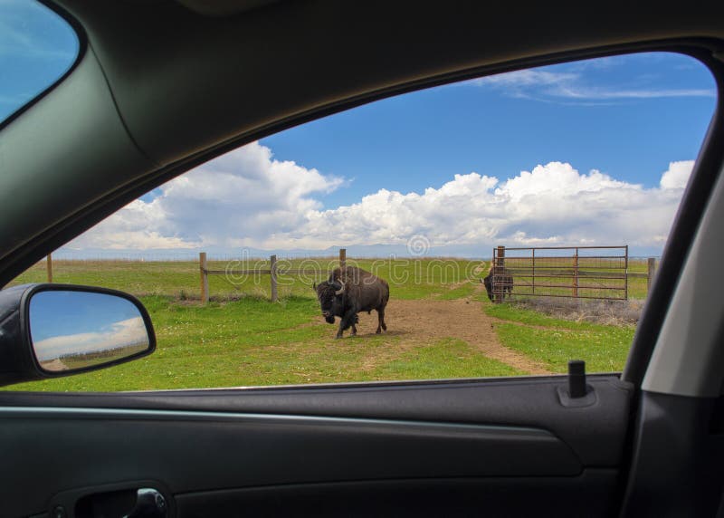 American Bison Buffalo walks through an open gate toward a car on the prairie.