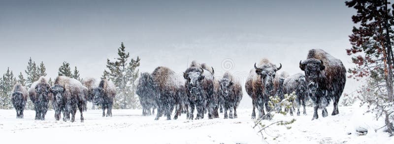 Panoramablick auf die Zusammensetzung der Kleine Herde von Bisons im Winter Schnee-Sturm.