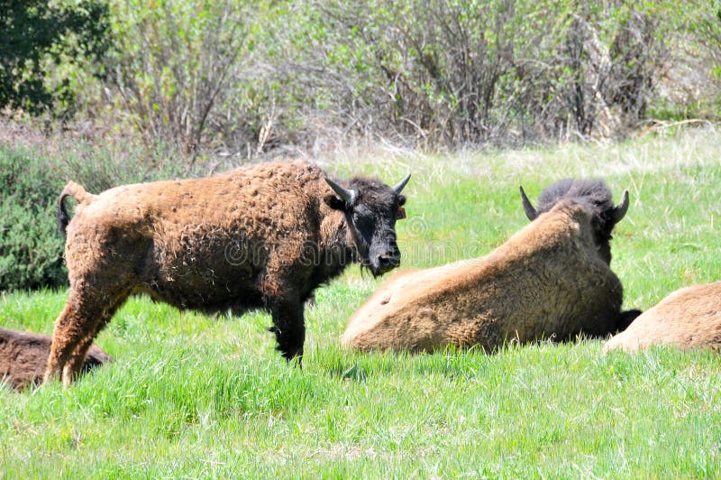 American Bison Herd in San Diego County California royalty free stock photo American Bison Herd in San Diego County California royalty free stock photo