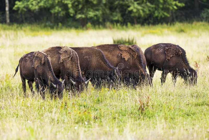 Bison americanus.