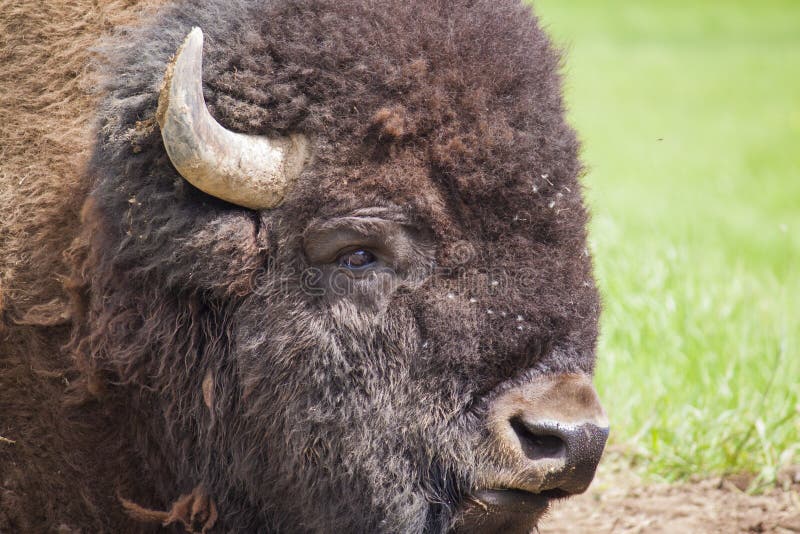 American bison portrait royalty free stock photo