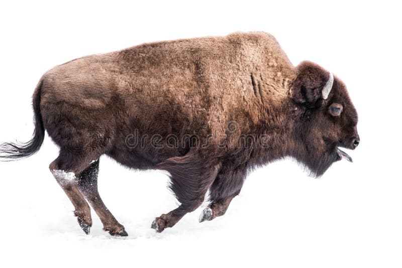 American Bison in Snow IV royalty free stock images