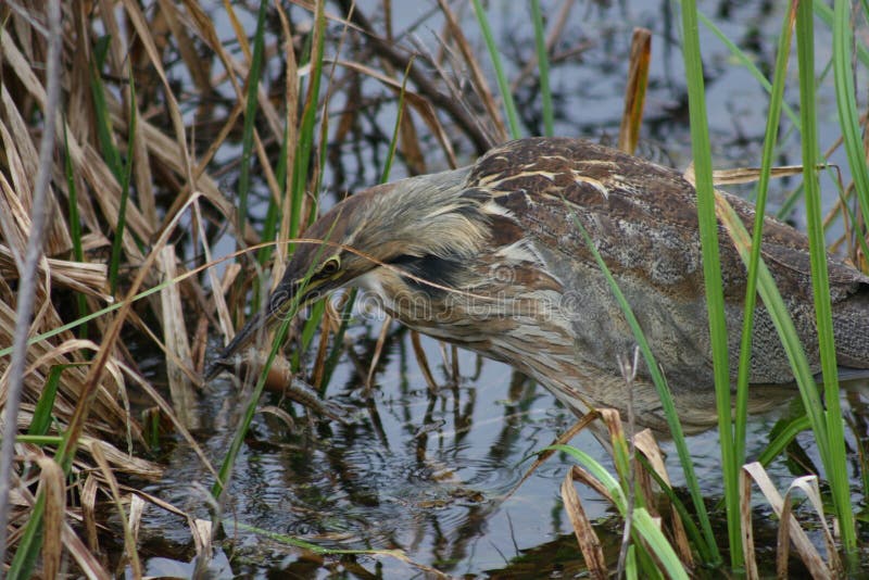 American bittern royalty free stock photography American bittern royalty free stock photography