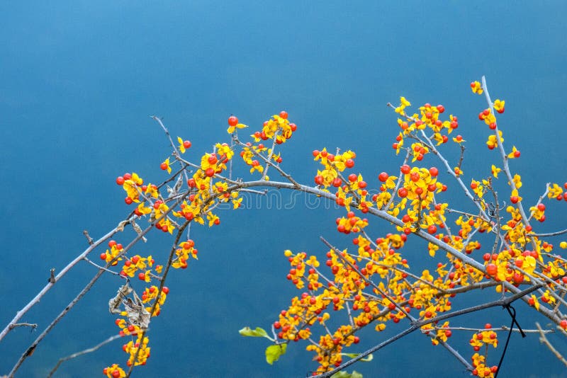 American bittersweet vine in Fall