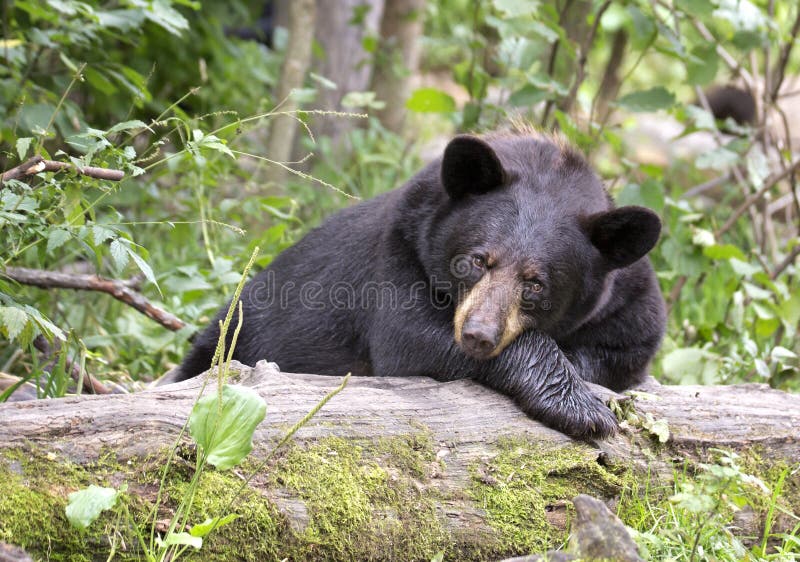 American Black Bear