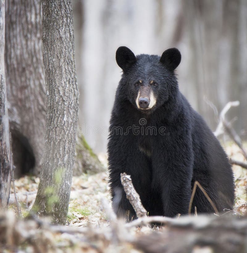 American Black Bear