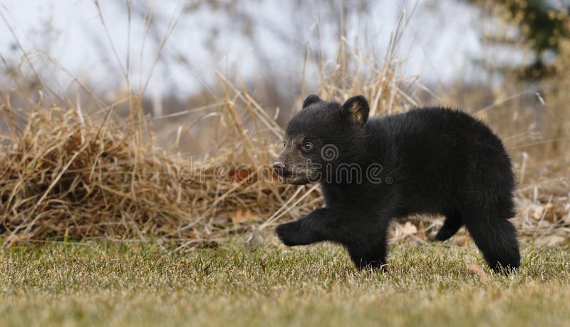 American Black Bear Cub Runs Across Grass