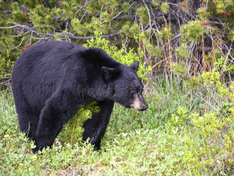 American black bear in Jasper, Alberta