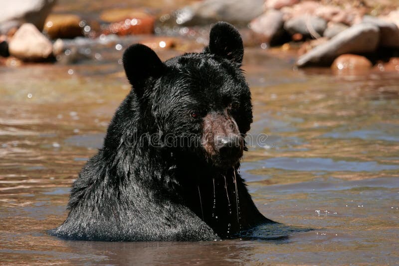 American Black Bear Sitting in a River Stock Image Image of
