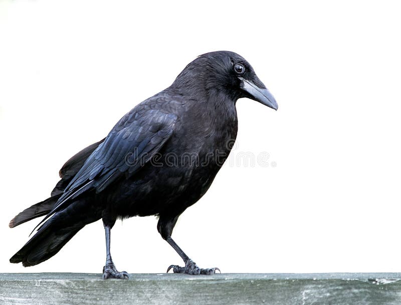 American Black Crow