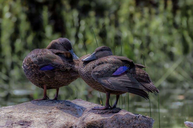 American Black Ducks taking a rest on a large rock