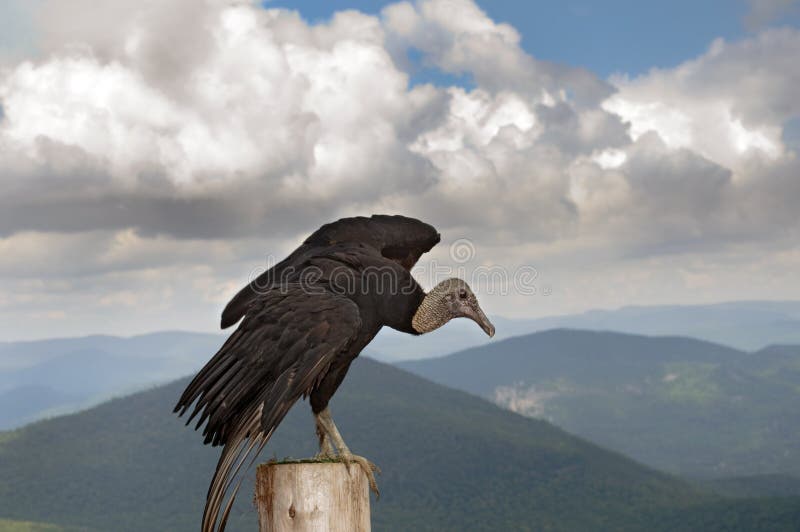 American black vulture royalty free stock photos American black vulture royalty free stock photos