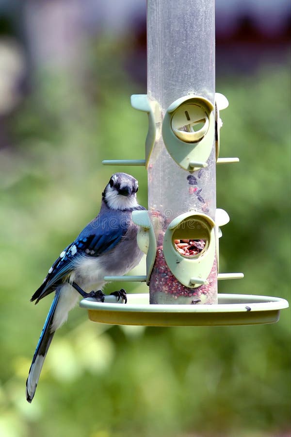 Blue Jay Eating From Bird Feeder Stock Photo Image of perch, bluejay