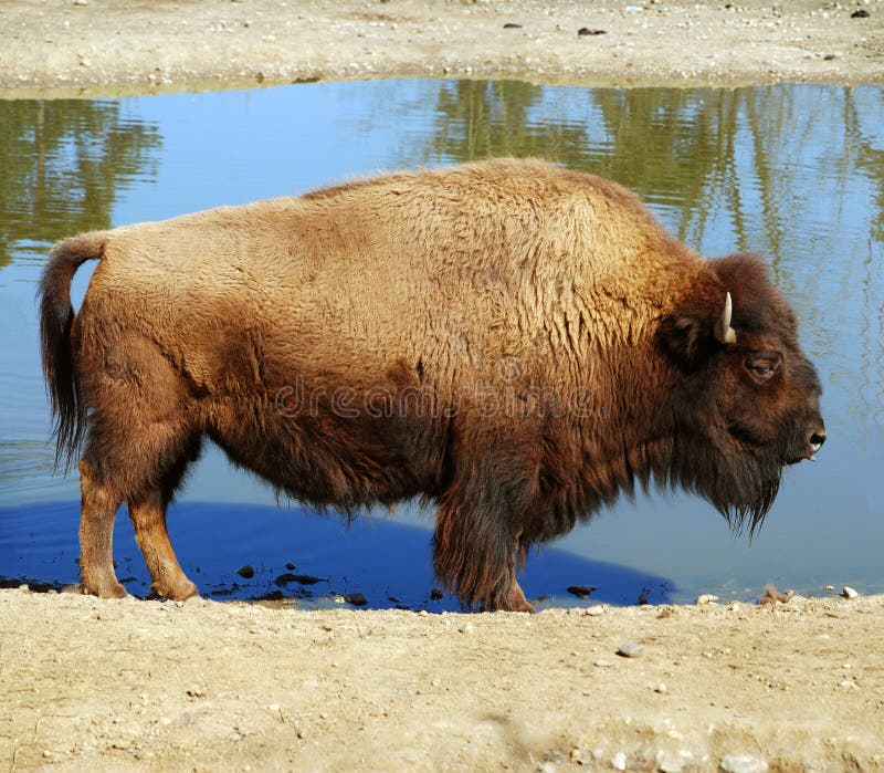 Il grande americano bufalo potabile Acqua.