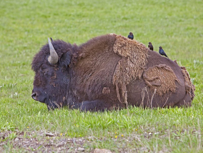 American Buffalo bison Cowbirds Yellowstone