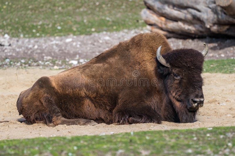 American buffalo known as bison, Bos bison in the zoo stock images American buffalo known as bison, Bos bison in the zoo stock images
