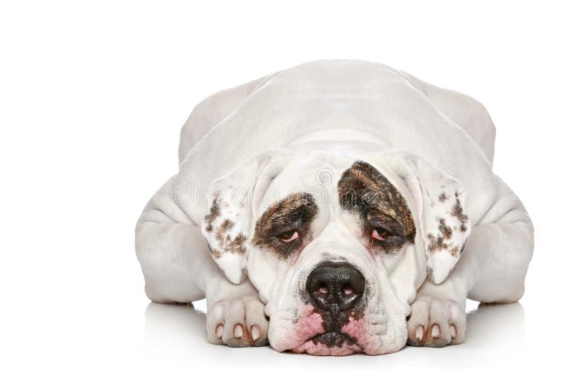 are american bulldogs dangerous pets