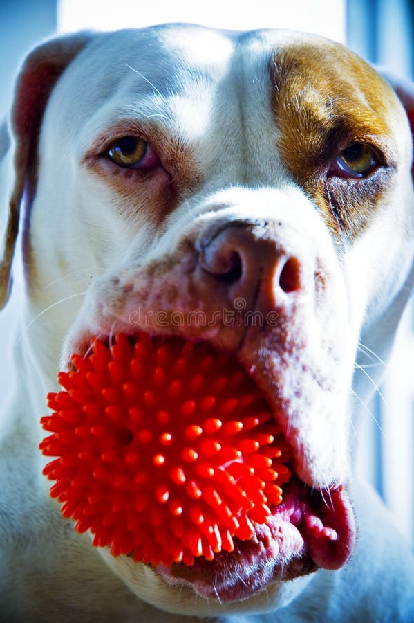 American Bulldog royalty free stock photography American Bulldog royalty free stock photography