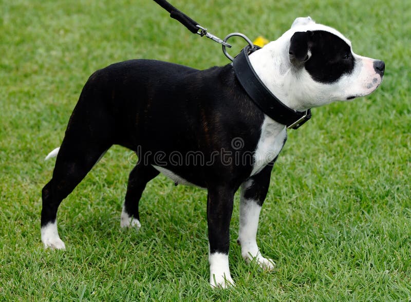 American bulldog royalty free stock image American bulldog royalty free stock image