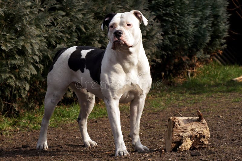 American Bulldog in the garden with wood