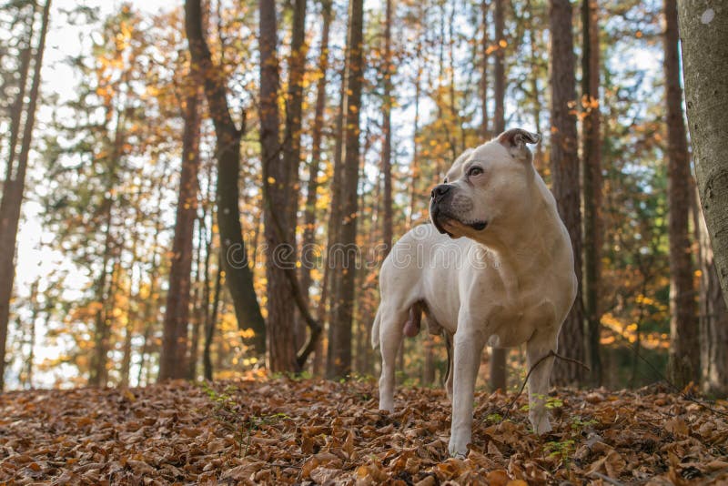 American Bulldog looking in the distance royalty free stock images American Bulldog looking in the distance royalty free stock images