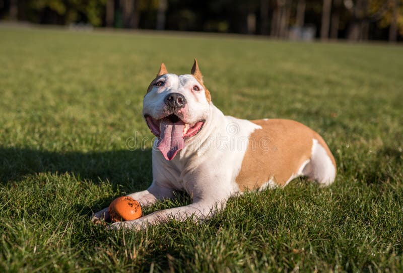 American Bulldog is Playing on the Ground. stock image American Bulldog is Playing on the Ground. stock image