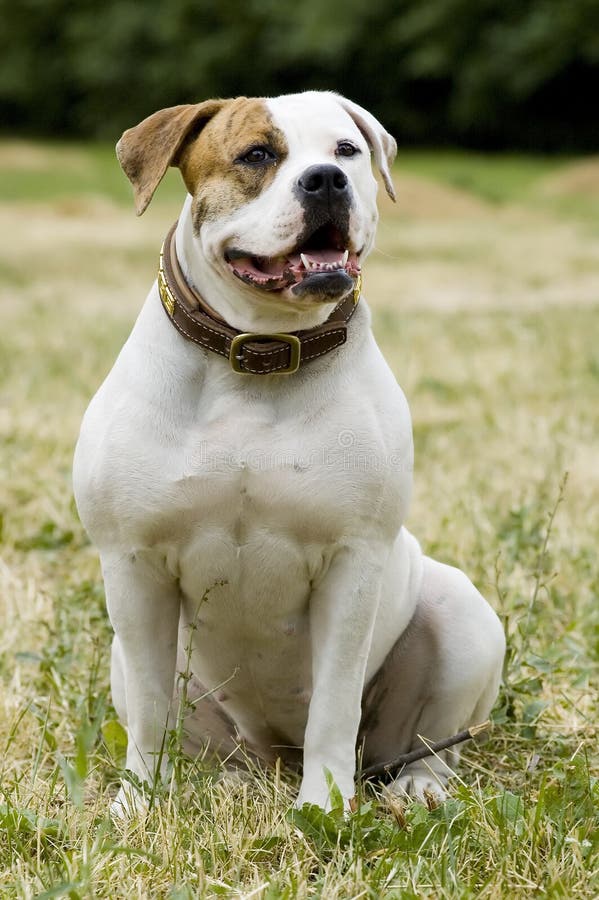 American bulldog - protection stock image American bulldog - protection stock image