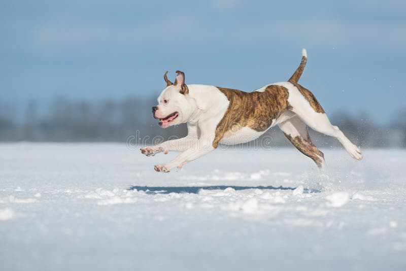 American bulldog in snow stock photo. Image of enjoy 210866878