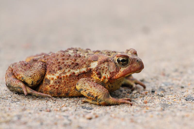 American Bullfrog stock photo. Image of eyes, bull, amphibian - 35312236