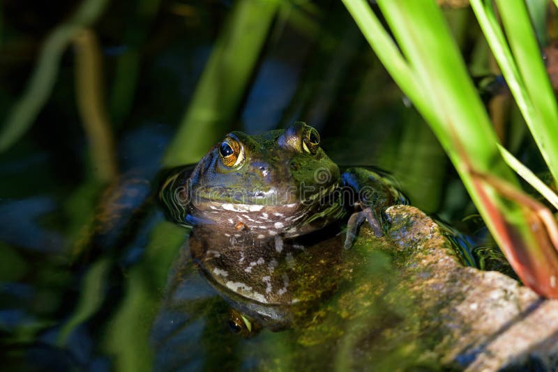 Bullfrog in Reflecting Pool royalty free stock images Bullfrog in Reflecting Pool royalty free stock images
