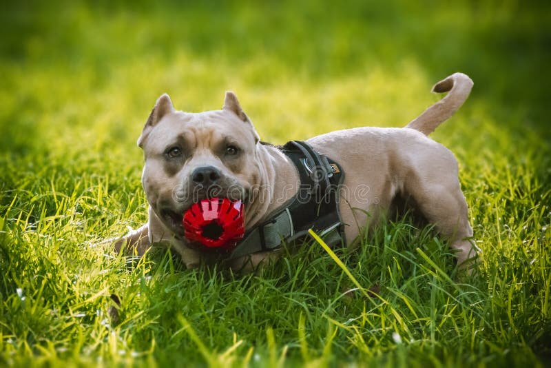 American Bullie Dog Lying on the Grass with a Red Ball Stock Photo Image of stable, american