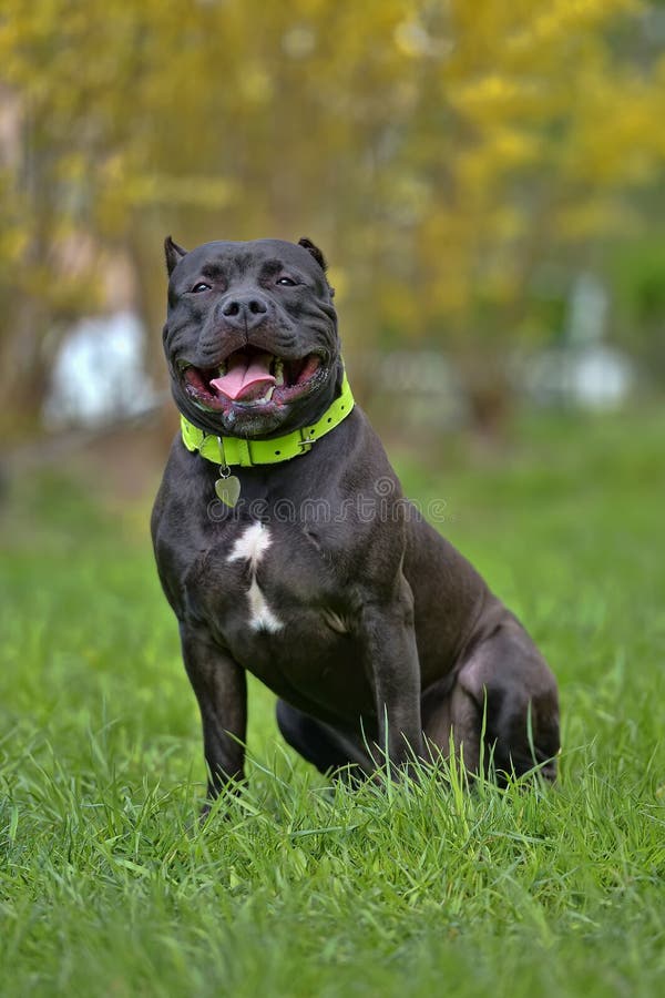 American Bully Dog Breed stock image. Image of gray, nose 93187061