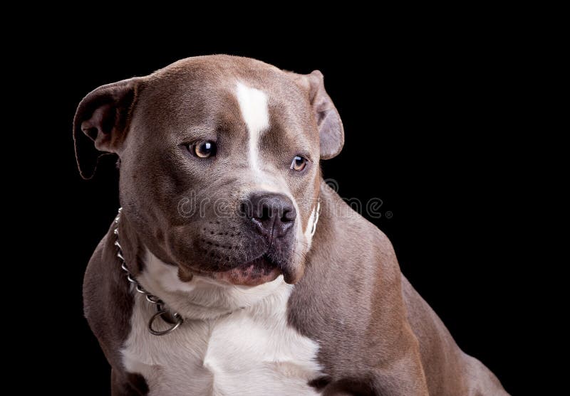 American Bully Dog Breed stock image. Image of breed 68290665