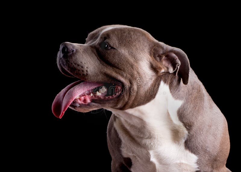 A puppy american bully dog stock image. Image of adorable - 179063305