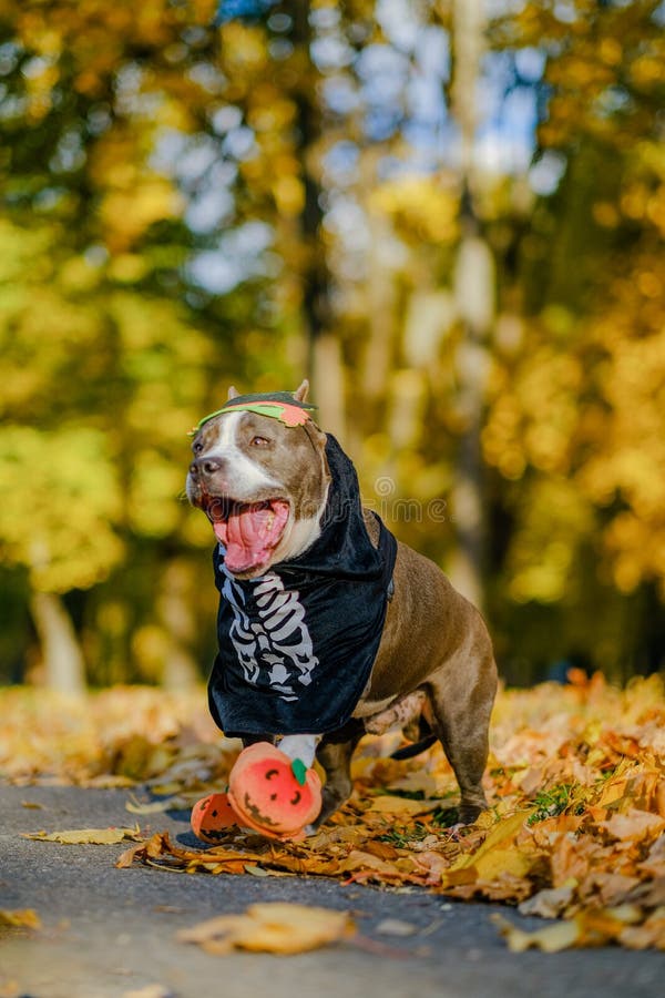 American Bully Dog Dressed in a Costume for the Celebration of