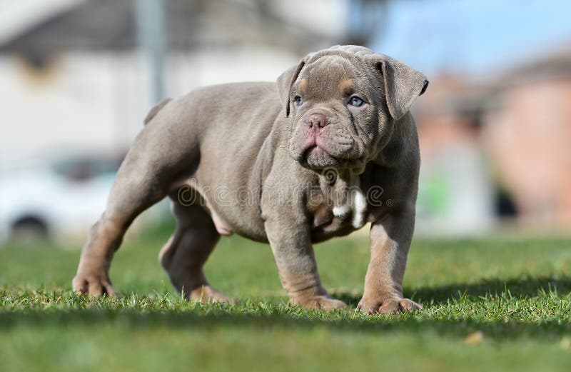 Strong American Bully Dog On Park Stock Photo 2303473261
