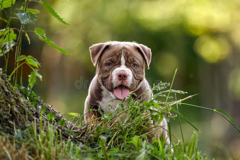 Premium Photo  English bulldog and american bully playing in the meadow..