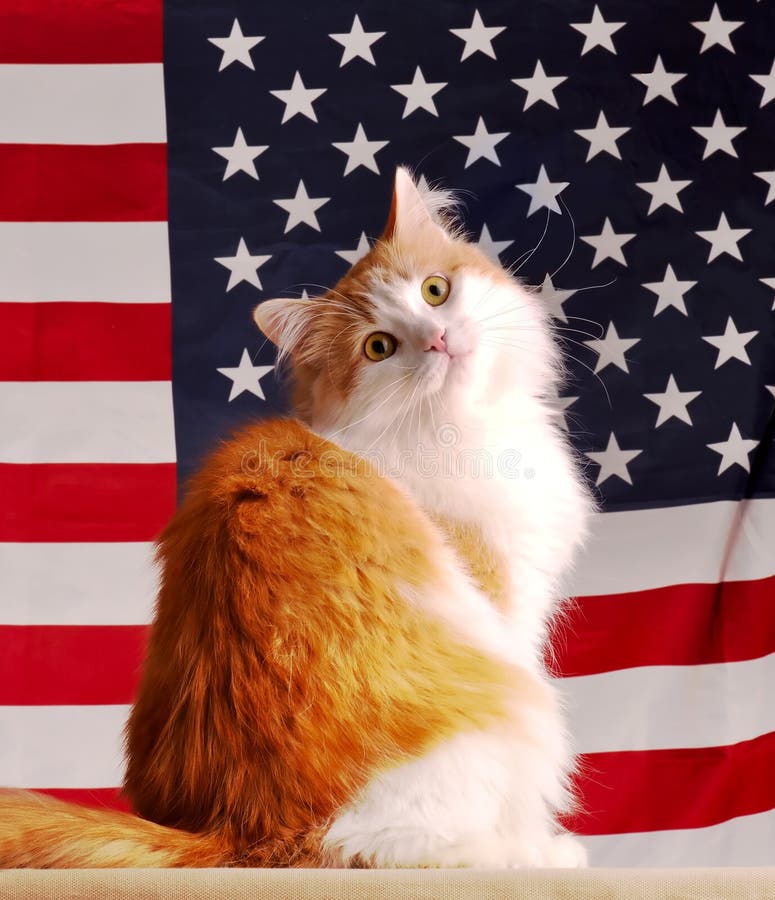 American cat