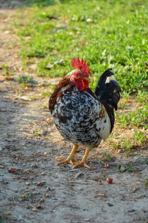 American chicken stock photo. Image of lovely, animals 54469822