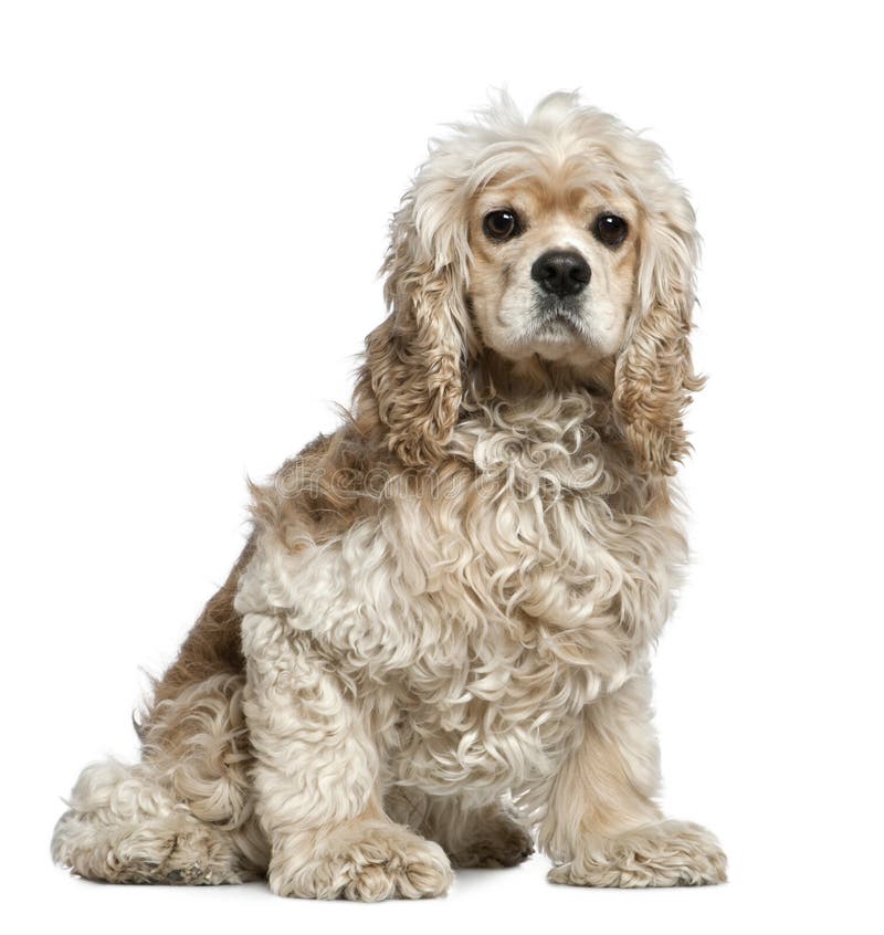 American Cocker Spaniel, 3 years old, sitting royalty free stock photos American Cocker Spaniel, 3 years old, sitting royalty free stock photos